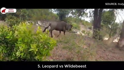 Top 10 des meilleures batailles des Félins   Combats d’Animaux