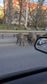 Wild Boars Stop Traffic in Poland