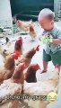 Hens and baby fight