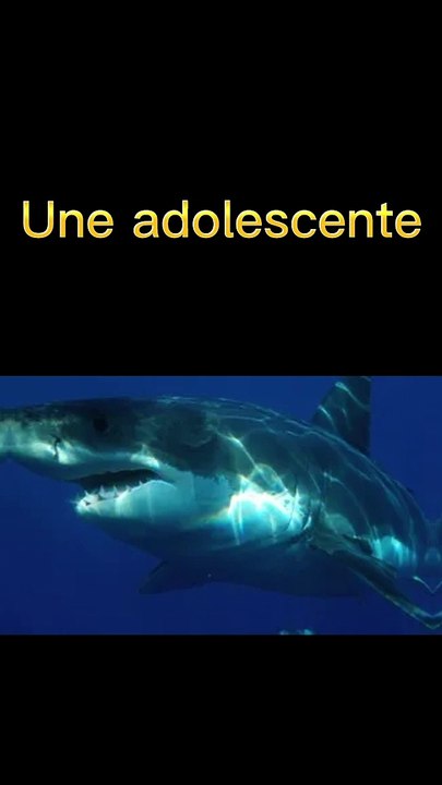 Une adolescente frappe un requin ! (Insolite)