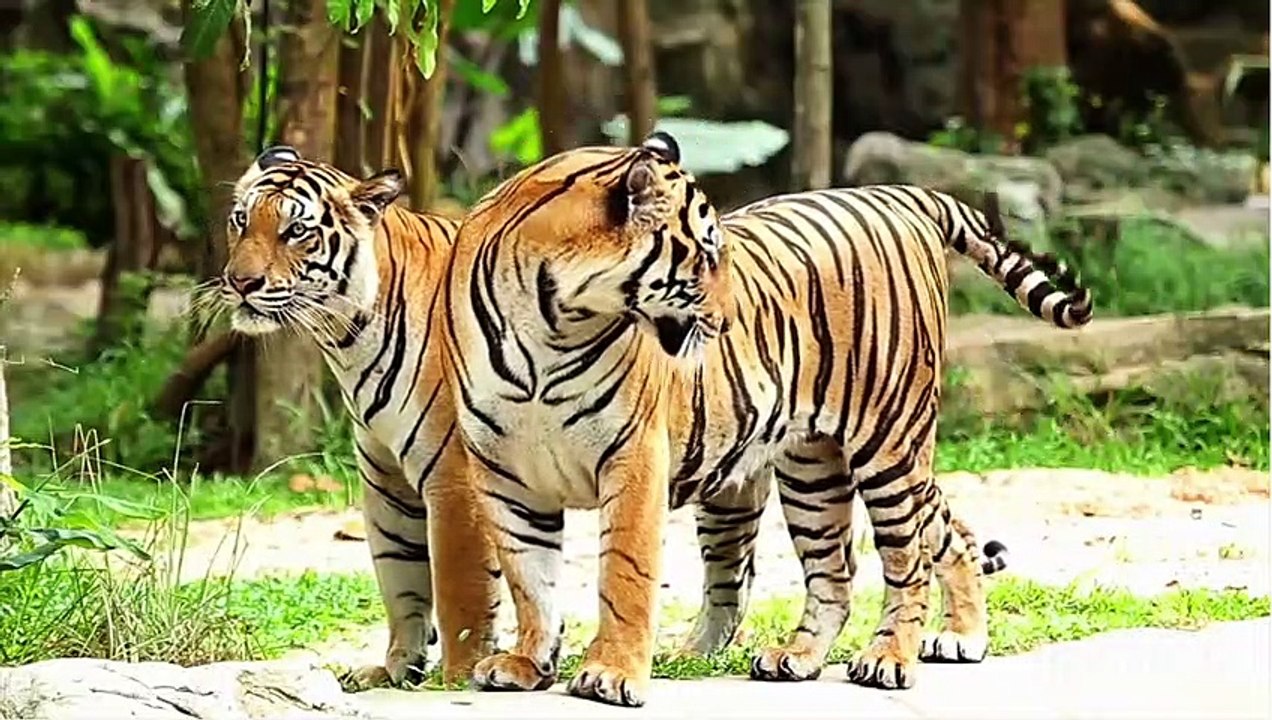 Tiger Couple