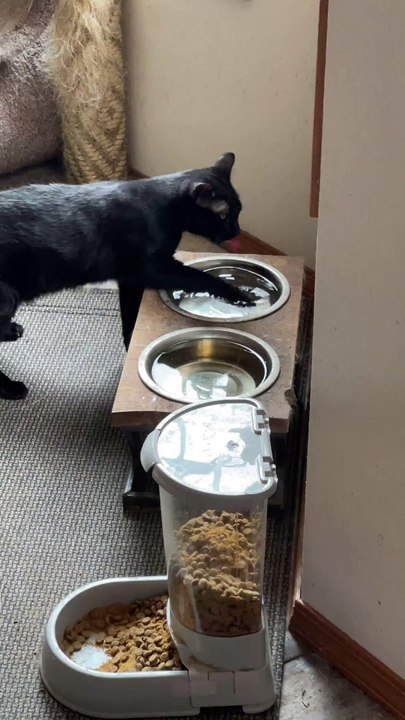 Unusual Cat Hydration System