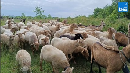 Transhumance en Dordogne : un premier troupeau de moutons à travers Ajat