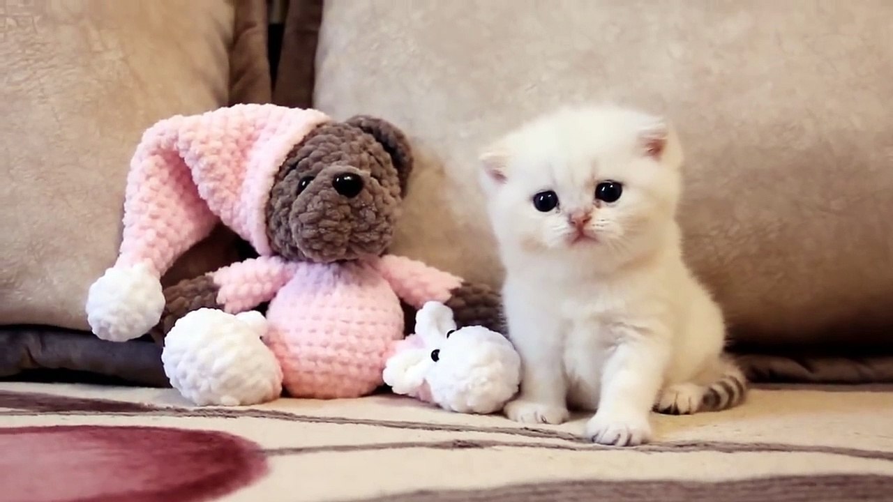 HOW kitty Сoco GROWS Up_ from 0-5 months!