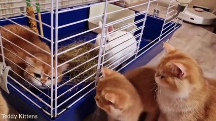 Hungry kittens came to the rabbit _  He generously treated them to hay