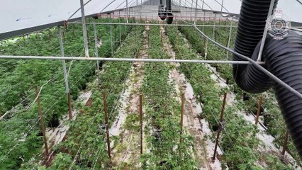 Rural cannabis operation | Queensland Country Life | 21/05/23