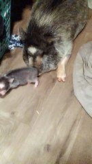 Mama Piggy and Her Babies