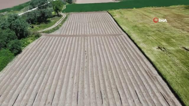 Meşhur Çanakkale Domates Fideleri Toprakla Buluştu