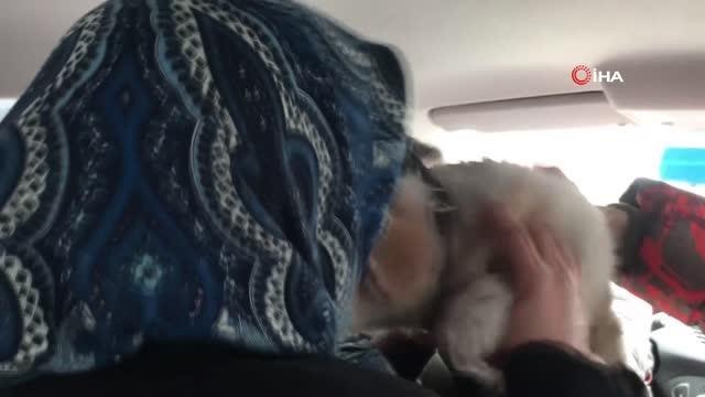 Otomobilin çarptığı köpeğe merhametli doktor müdahale etti