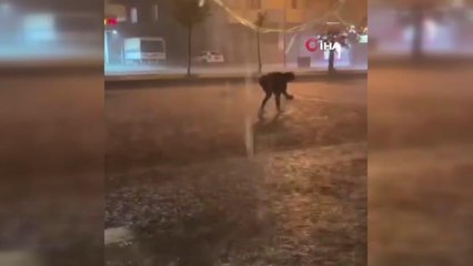 Ceylanpınar'da dolu hayatı felç etti: Çatı çöktü, ağaçlar devrildi