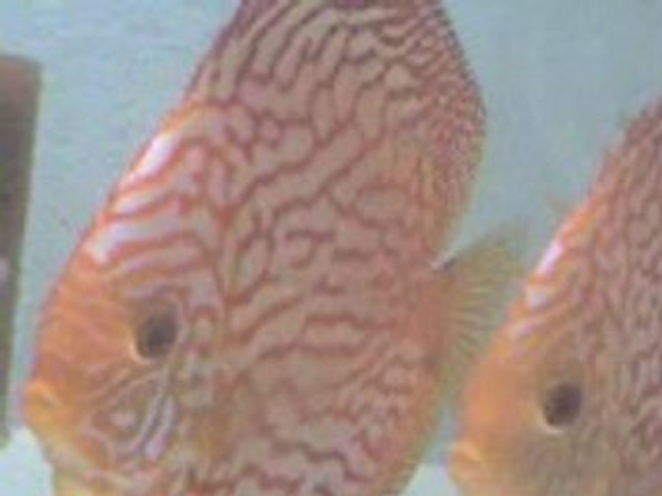 Alper saruhan red map 2006