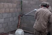 Bombeiros resgatam cobra jiboia dentro de residência no bairro Colorado, Zona Norte de Cajazeiras