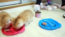 Hungry kittens meows and want to eat _ Kitten Arnold steals food
