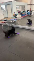 Pup's Reflection Triggers Zoomies