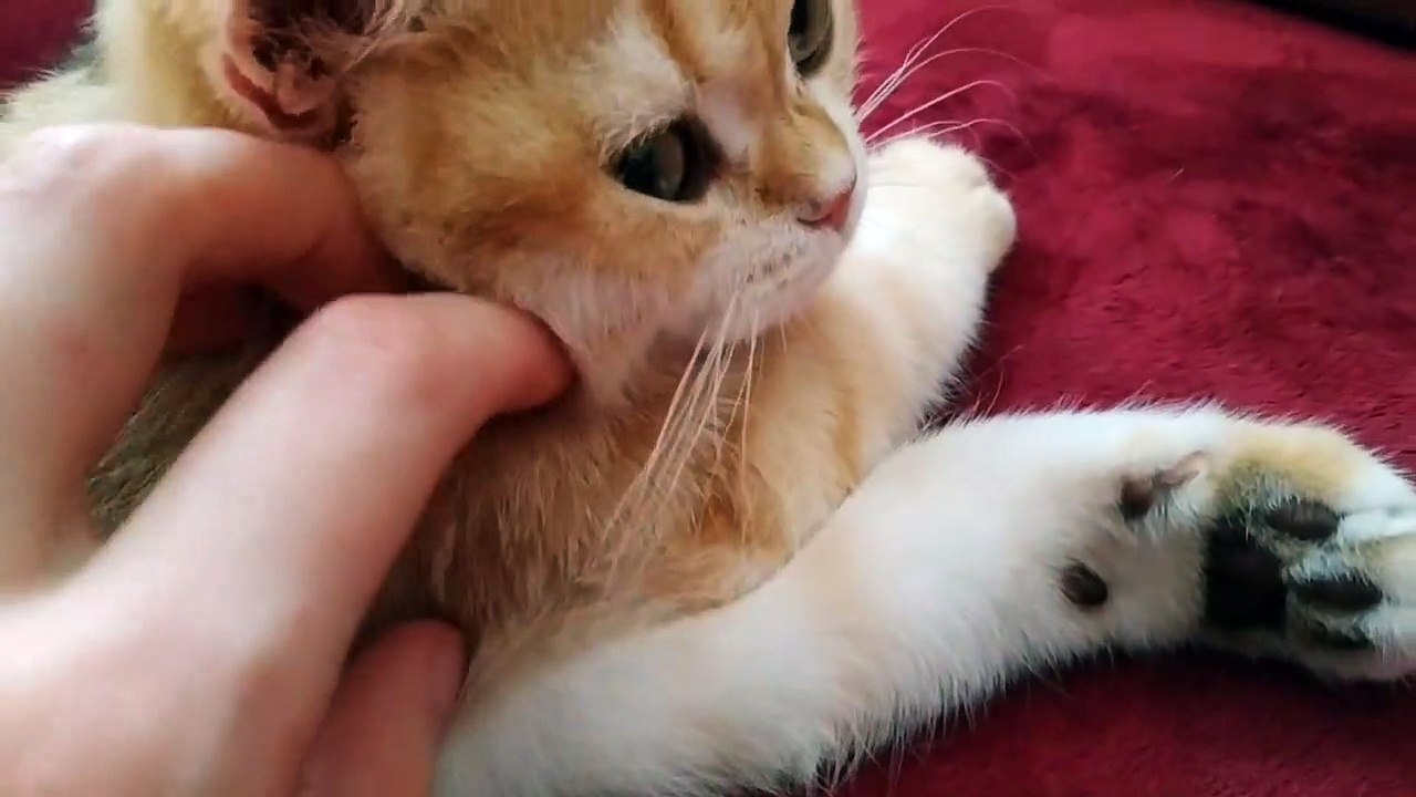 I Love You, Mommy! ❣️ Cute British Shorthair kitten