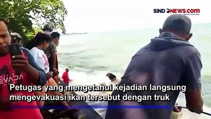 Heboh! Dugong Mati Terdampar di Pesisir Pantai Pasar Minggu Passo Ambon