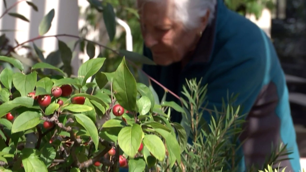 ACT government preparing laws making voluntary...