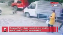 Köpeğin tavuk hırsızlığı kamerada