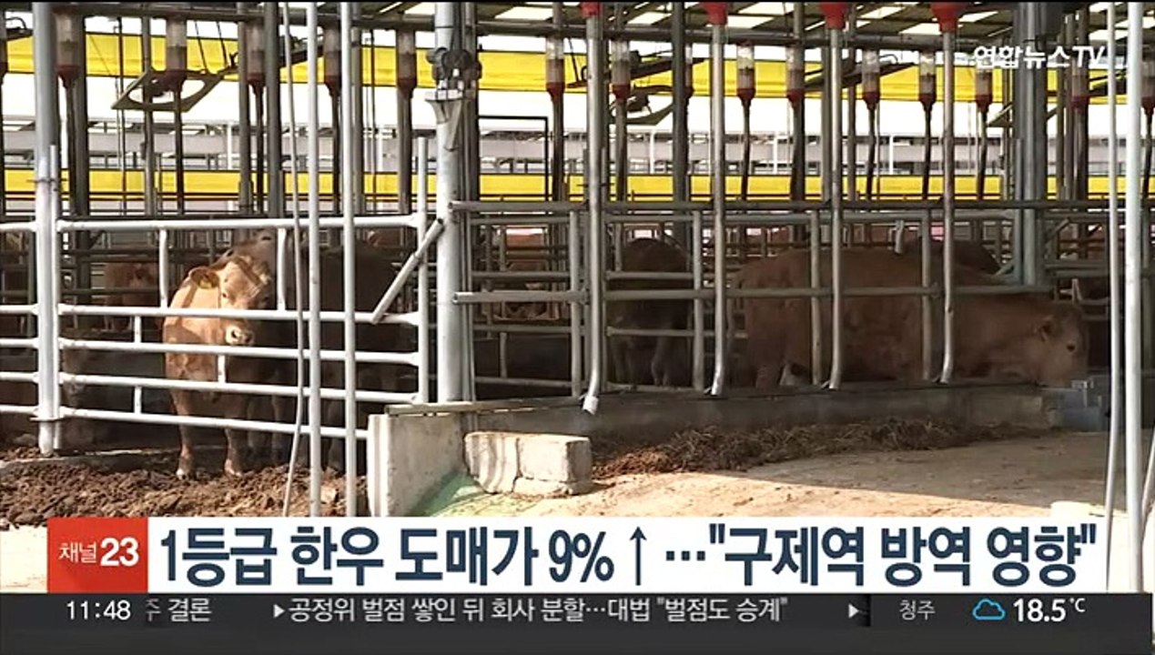1등급 한우 도매가 9%↑…"구제역 방역 영향"