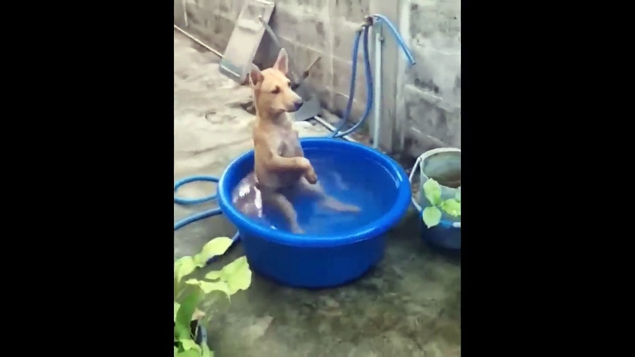 Funniest Cats And Dogs Videos  - Best Funny Animal Videos 2023