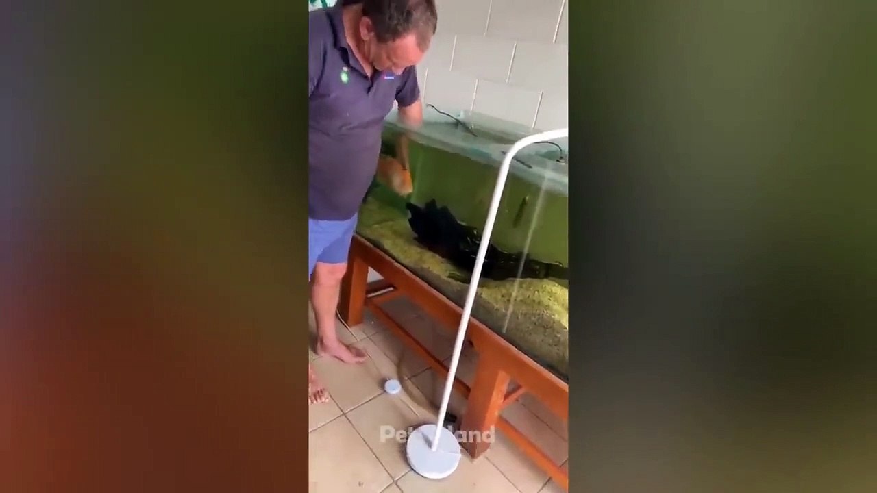 Funny Animal Videos 2023  - Funniest Dogs and Cats Videos_ Pets Island