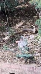 सांप का जोड़ा एक-दूसरे से लिपट इस कदर करता रहा डांस...!