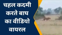 लखीमपुर: बाघ की चहल कदमी का वीडियो हुआ वायरल,देखिए रिपोर्ट