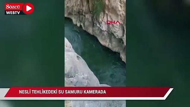 Nesli tehlikedeki su samuru kamerada