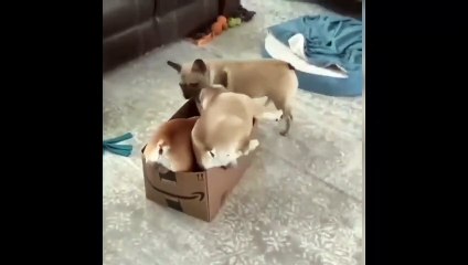 New Funny Videos 2023  Cutest Cats and Dogs  Part 67