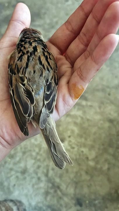 Sparrow  