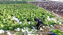 Beautiful Chinese Cabbage Farm and Harvest in Japan - Japan Agriculture Technology