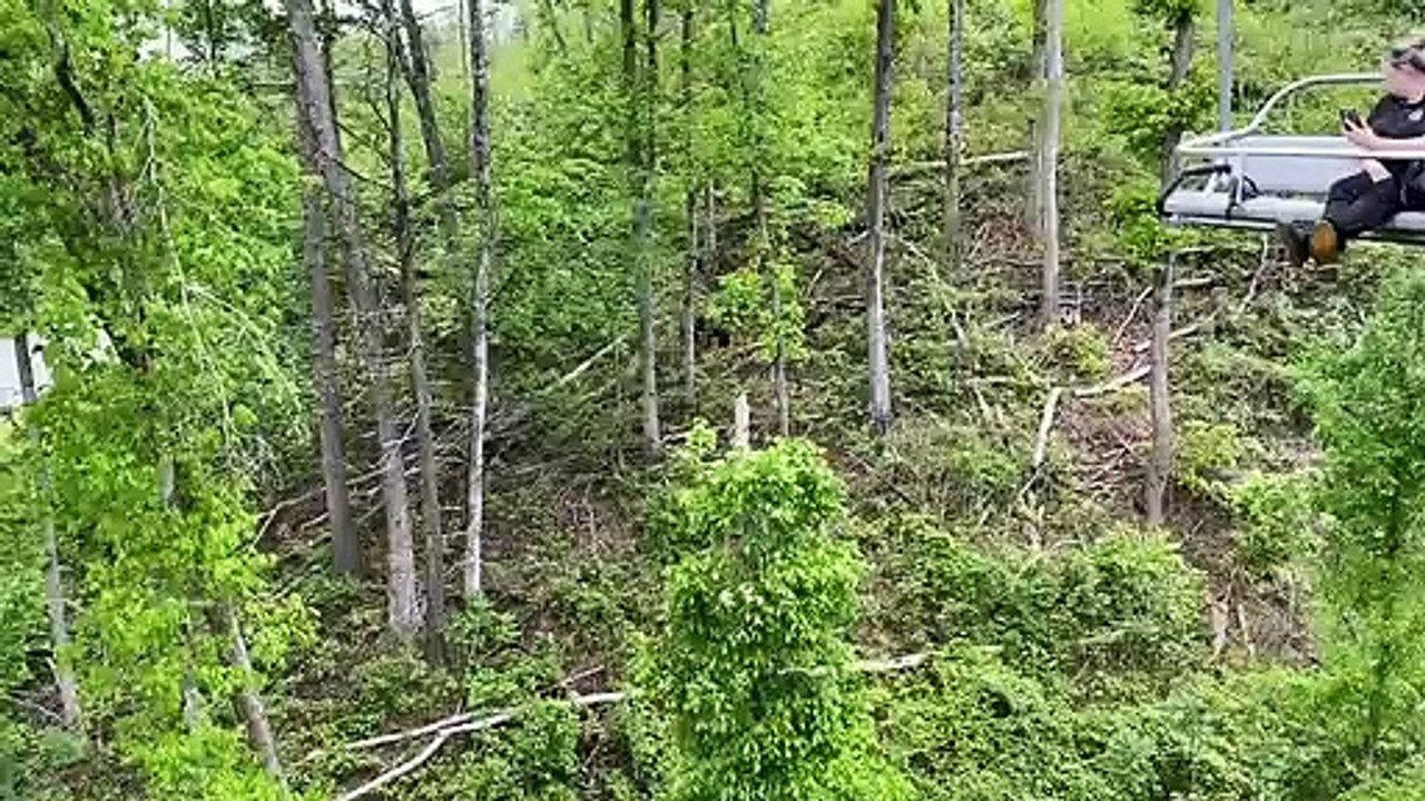 Smoky Mountain Bears aime jouer