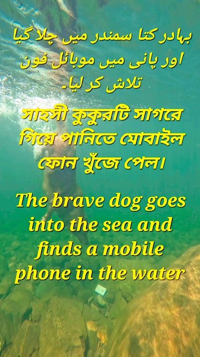 The brave dog goes into the sea and finds a mobile phone in the water