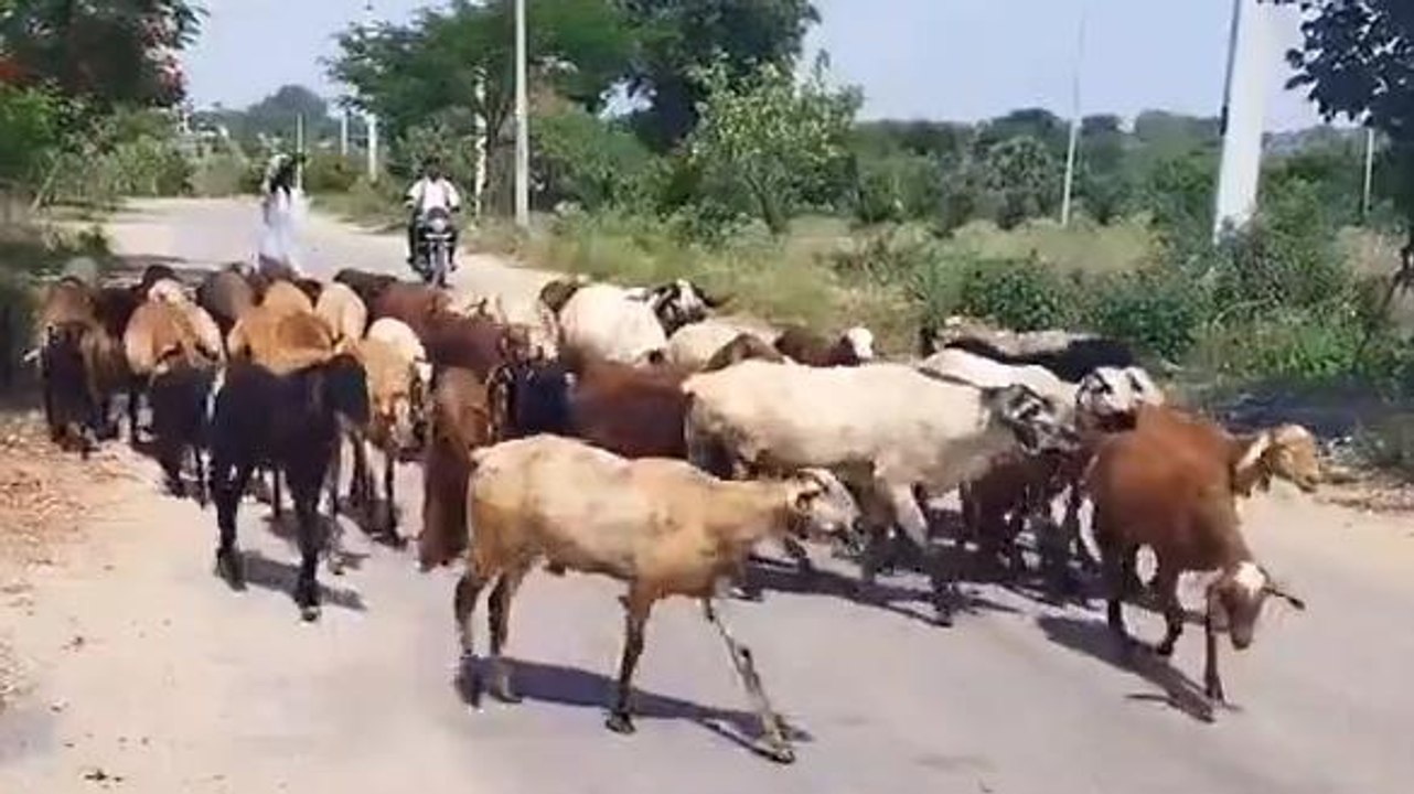 సిద్దిపేట: డీడీలు కట్టి చాలారోజులు అయినా గొర్రెలు ఇంకా రాలేదు