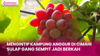 Mengintip Kampung Anggur di Cimahi, Sulap Gang Sempit Jadi Berkah