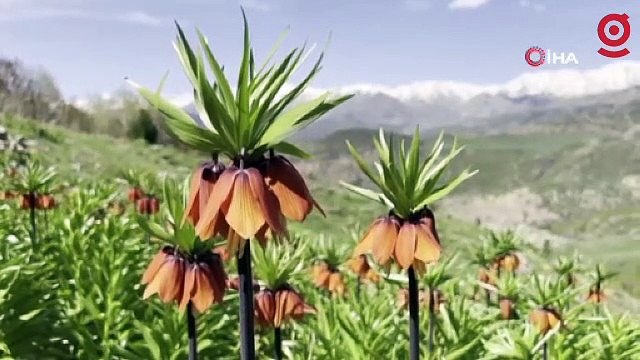 Tunceli’de koruma altındaki ters laleler çiçek açtı