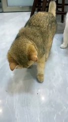 The bug met the curious kittenFunny and lovely animals