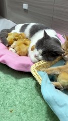 Chickens and kittens are family.