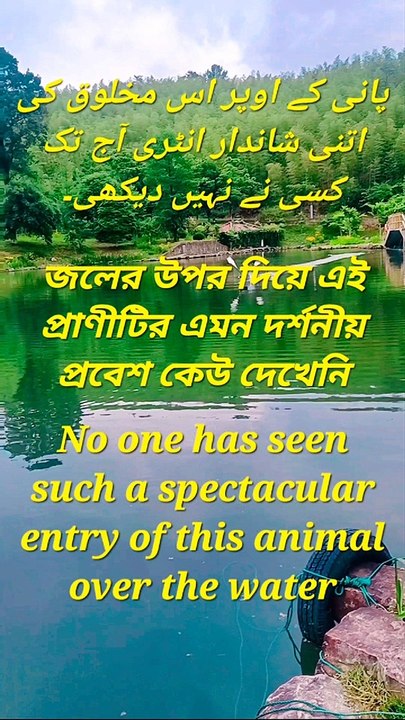 No one has seen such a spectacular entry of this animal over the water