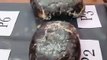 DRI Arrested 4 Smugglers Seized Whale Ambergris Worth 31 Crore