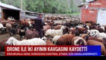 Ölümüne kavga eden ayılar birbirlerini böyle tokatladı