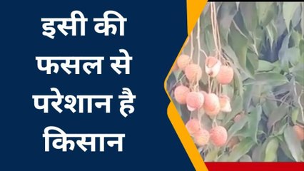 पूर्वी चंपारण: लीची की फसल को लेकर किसान परेशान, बारिश नहीं होने से भारी नुकसान