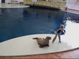 Morse dansant sur Jackson