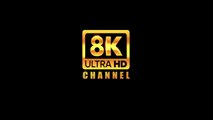 Ultimate Wild Animals Collection in 8K ULTRA HD _ 8K TV