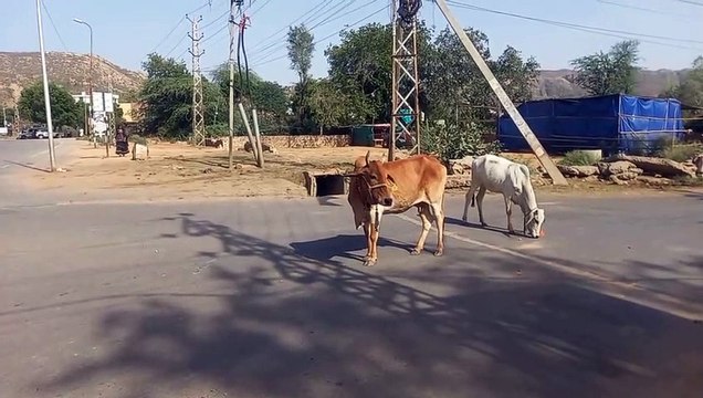 अब ग्राम पंचायतों पर खलेंगे पशु आश्रय स्थल