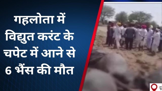 जयपुर: बिजली करंट से तड़प-तड़पकर मर गई आधा दर्जन भैंस, देखिए वीडियो