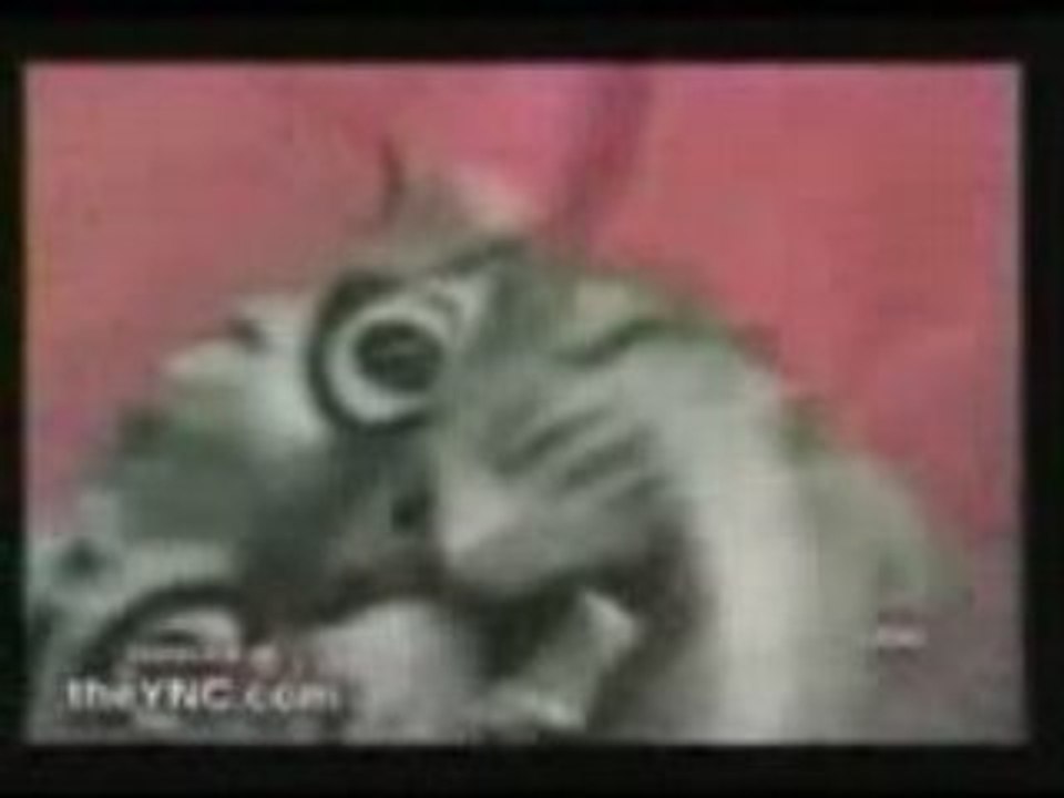 Chat qui parle