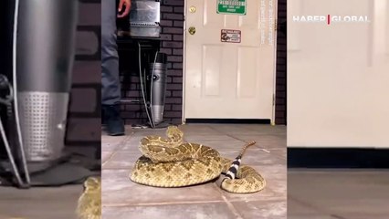 Ölümden döndü: Çıngıraklı yılanı kendisine saldıracakken böyle yakaladı!