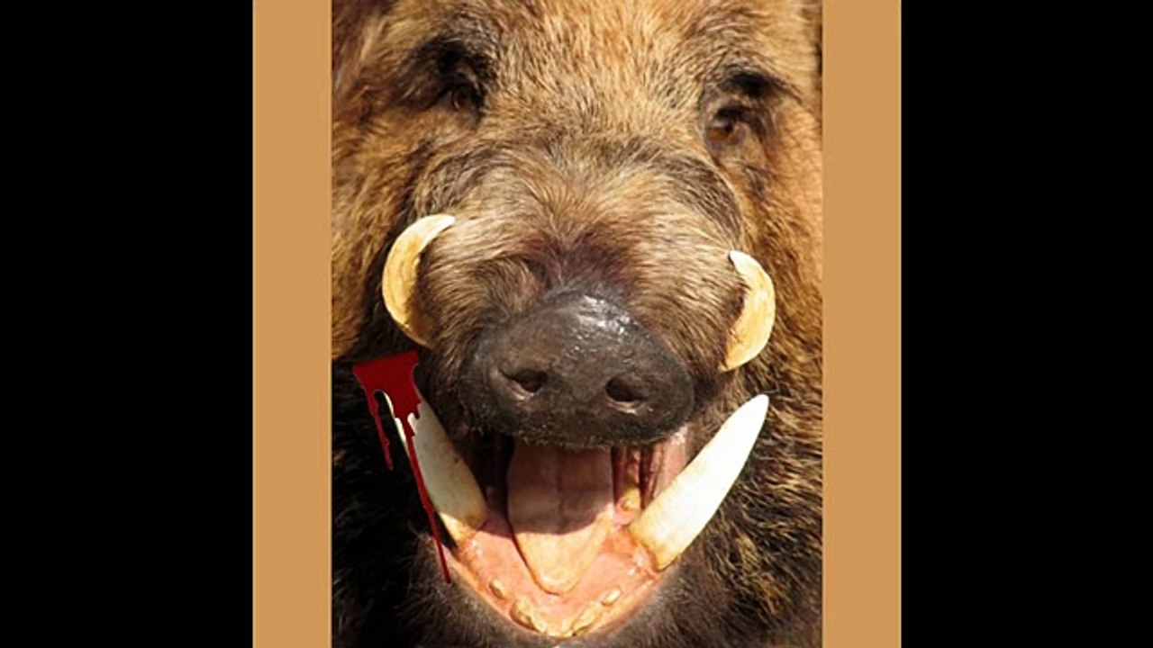 After math of a Boar attack!