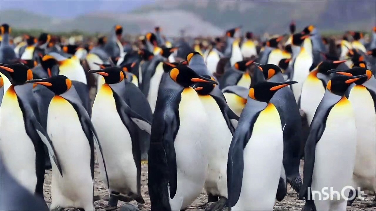 Penguin Viral Dance